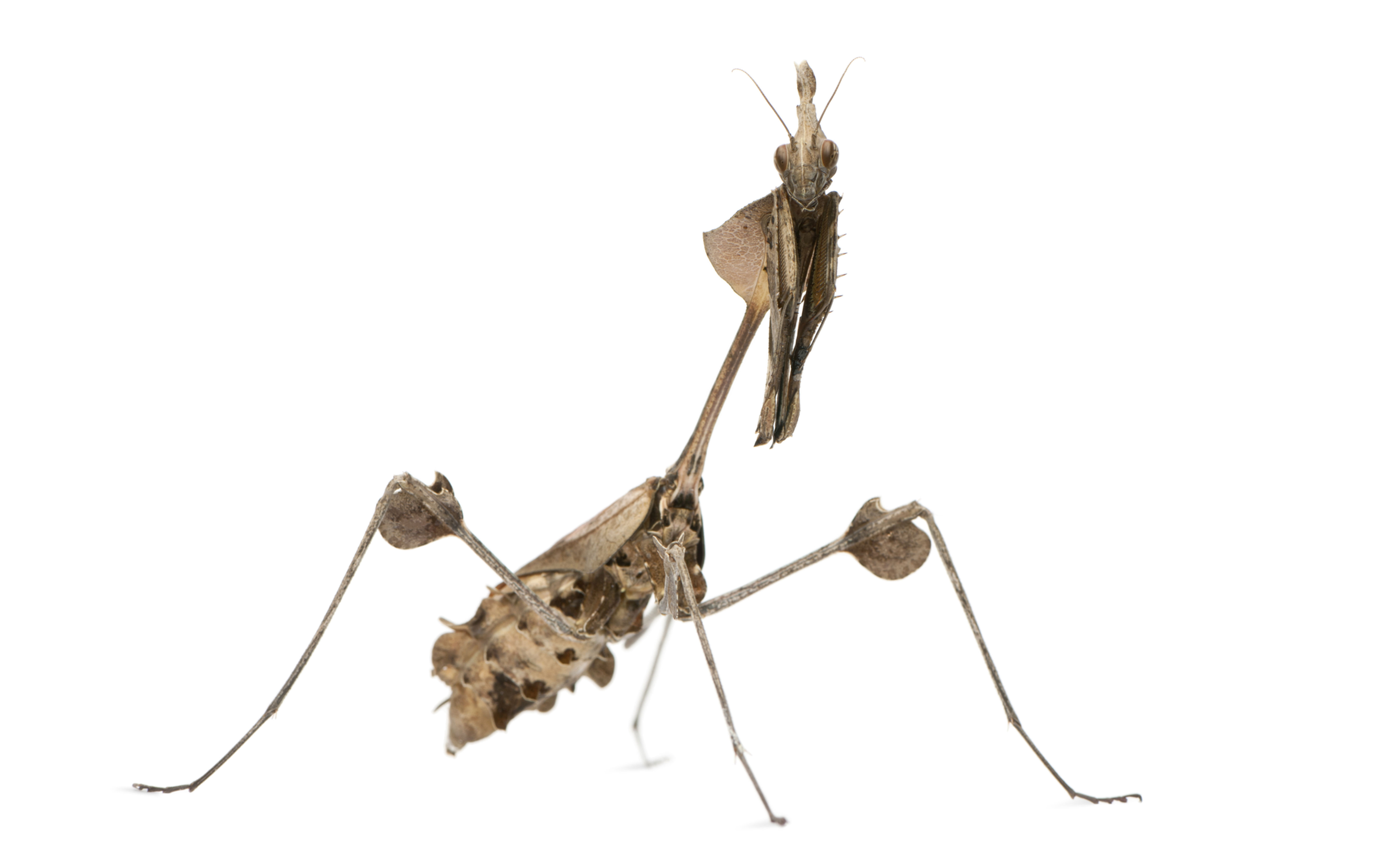 Wandering Violin Mantis (Gongylus gongylodes)