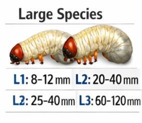 Beetle Grub Size Chart