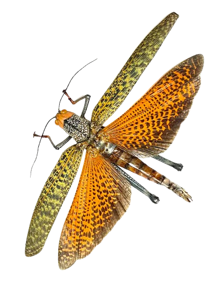 Thumbnail: Giant Red Winged Grasshopper (Tropidacris cristata)