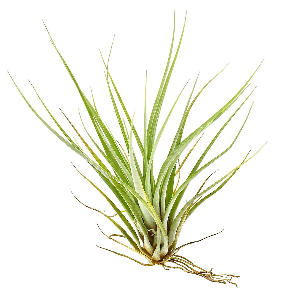 Tillandsia fasciculata