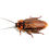 Thumbnail: Orange Headed Cockroach Nymph (Eublaberus posticus)