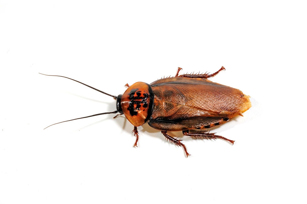 Orange Headed Cockroach Nymph (Eublaberus posticus)