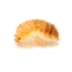 Crystal Pineapple Isopod (Cristarmadillidium Muricatum) - Group of 5