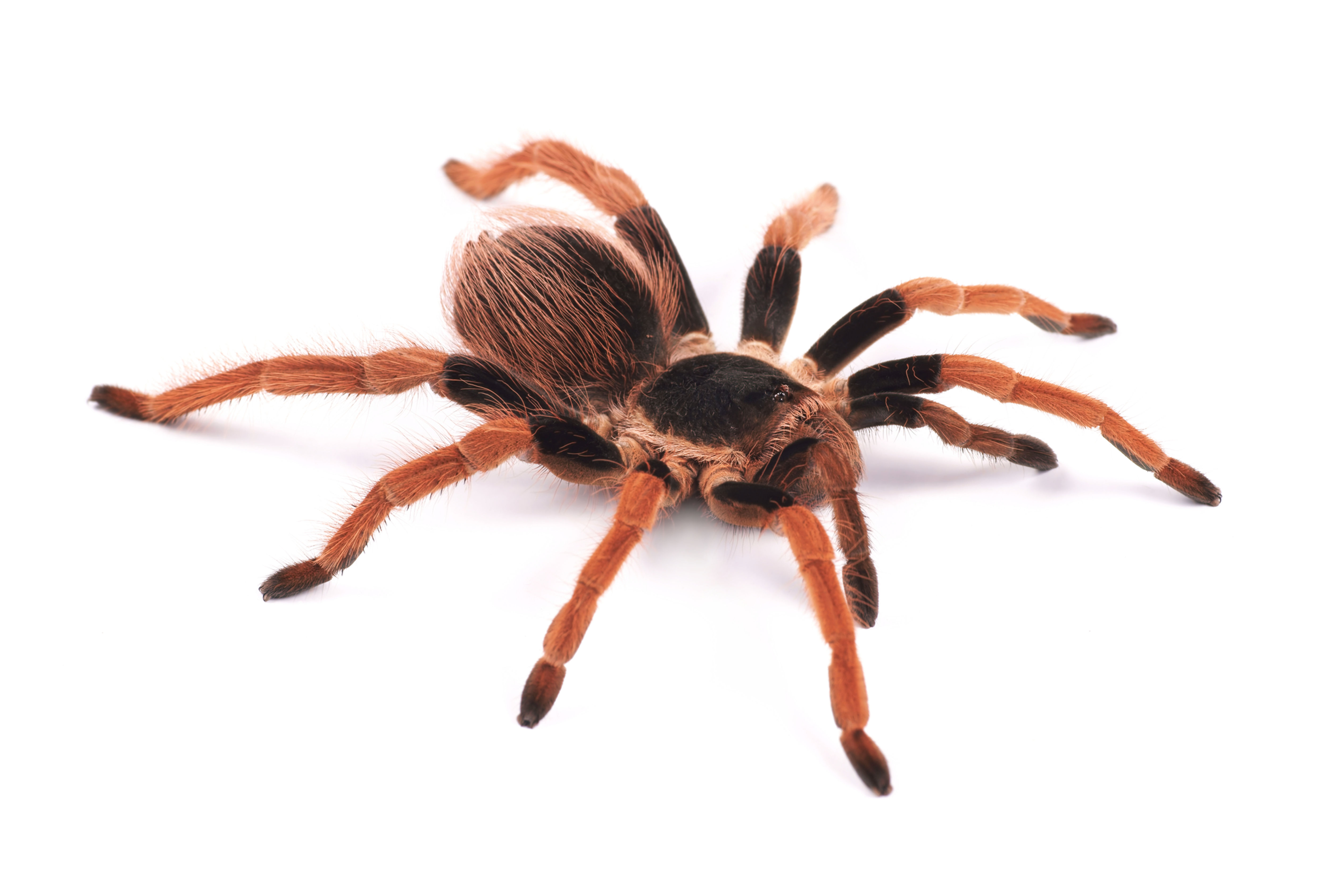 Columbian Giant Red- Leg Tarantula (Megaphobema robustum)