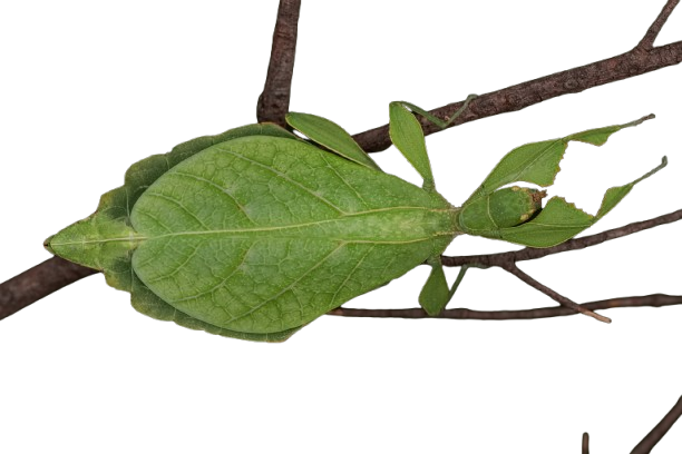 Aluminum Beverage Can   