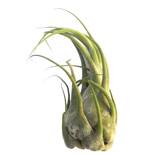 Tillandsia seleriana | Invertebrate Supplies
