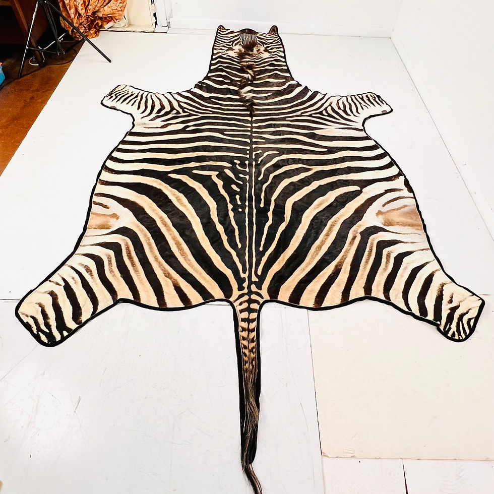 Thumbnail: #1915 Full Life Size Natural Zebra Hide Rug