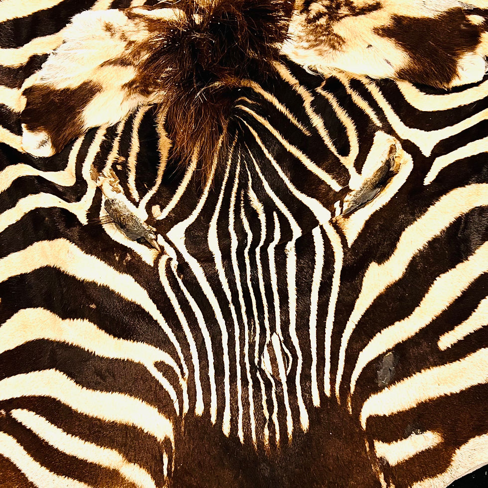 Thumbnail: #1915 Full Life Size Natural Zebra Hide Rug