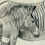 Thumbnail: #1624 Vintage 1980s Zebra Pencil Drawing