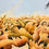 Thumbnail: #1386 "Autumn" Surrealist Oil Painting by Fodor Levente, 1969