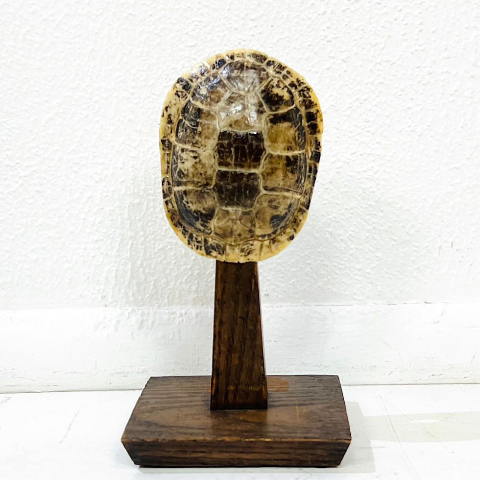 Thumbnail: #2032 Mounted Turtle Shell on Wood Base
