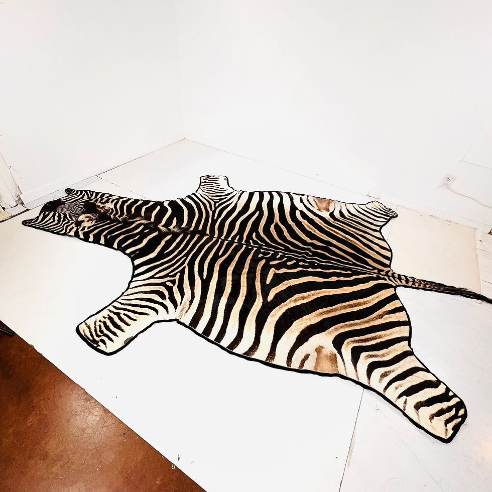 Thumbnail: #1915 Full Life Size Natural Zebra Hide Rug