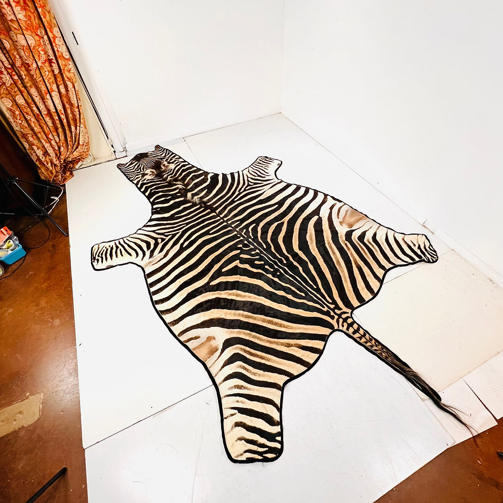 Thumbnail: #1915 Full Life Size Natural Zebra Hide Rug