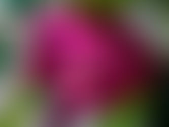 30 Poems, 30 Days 2021: Té de Bugambilia (Day 6)