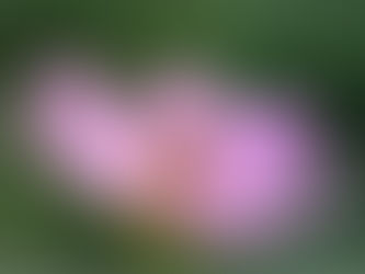 30 Poems, 30 Days 2021: Busy Bee (Day 26)