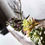 Thumbnail: Roses Garden