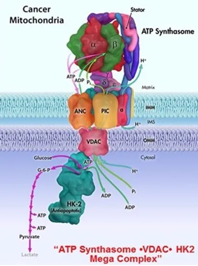 ATP Synthasome.webp