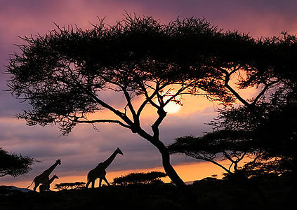 Serengeti at sunset.jpg