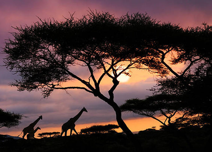 Serengeti at sunset.jpg