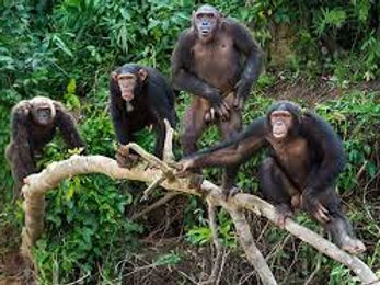 Uganda Chimpanzee Trekking.jpeg