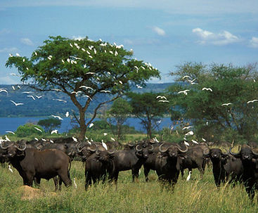 Uganda Game Drive Murchison Park.jpg