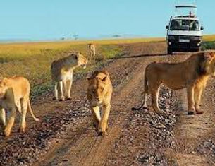 Uganda Game Drive Lions.jpeg