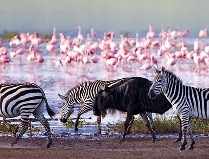 Kenya Lake Nakuru Wildlife .jpg