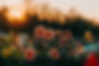 photo-d-irina-iriser-coucher-de-soleil-avec-fleurs.jpg