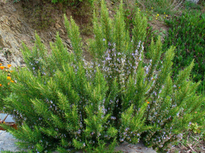 Les plantes à cueillir, faciles à reconnaitre
