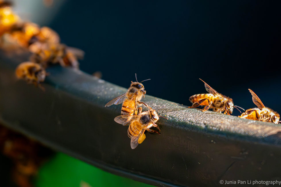 bees 5.7.26 -1