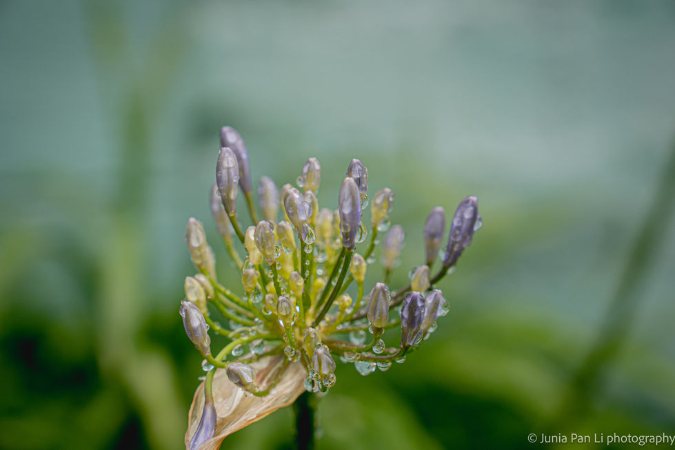 flowers 5.8.26 -2