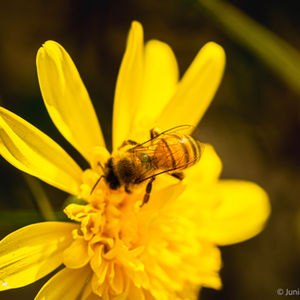 Macro perspectives