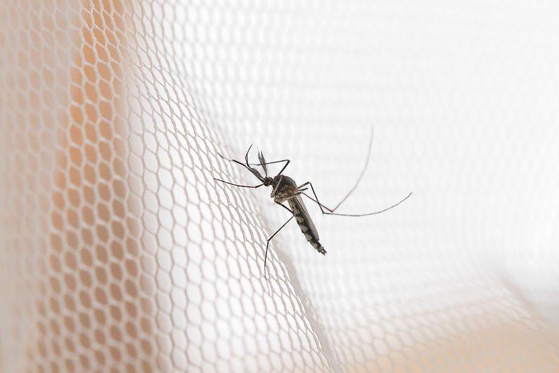 Insektenschutz Mücken Pollenschutz Gaze