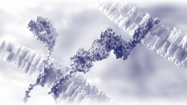 pairx faded5.png