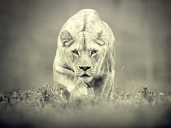 aslan4