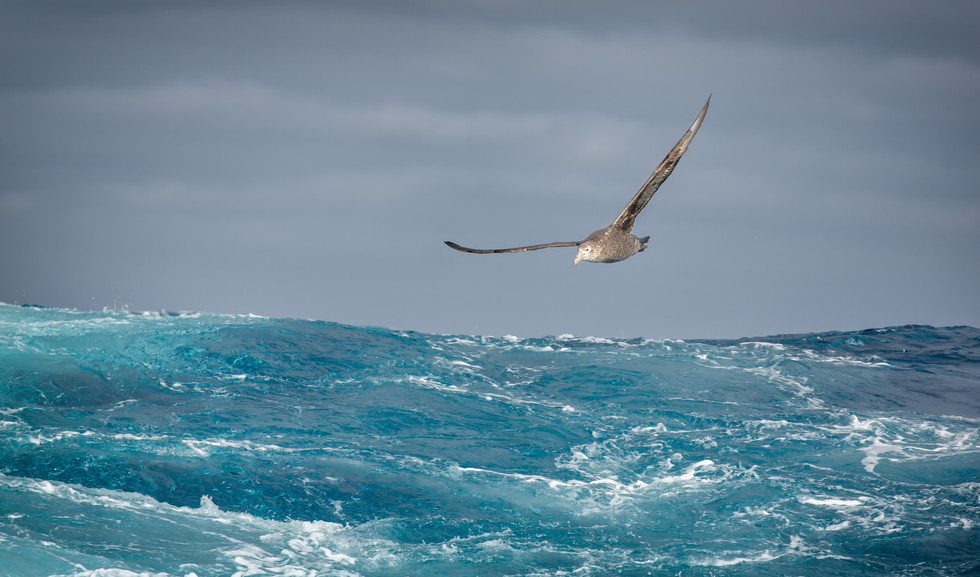 Southern Giant Petrel over the Scotia Sea.jpg