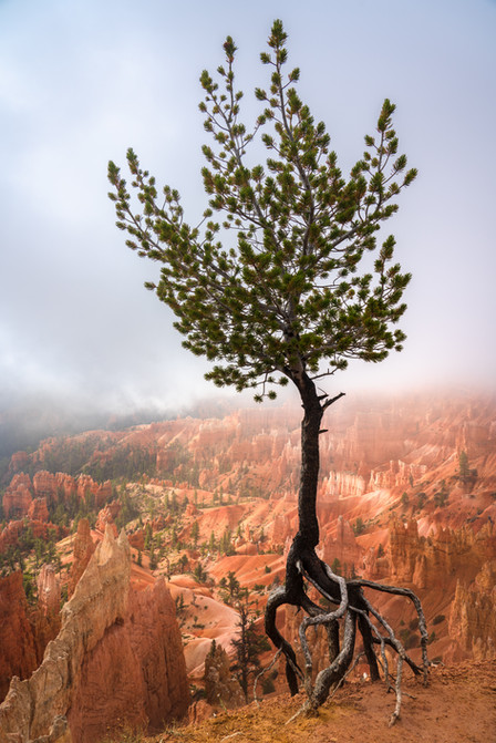 Tip Toe Tree.jpg