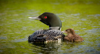 Loon & Chick