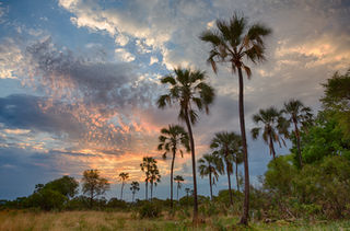 Okavango Sunrise