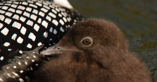Loon Chick