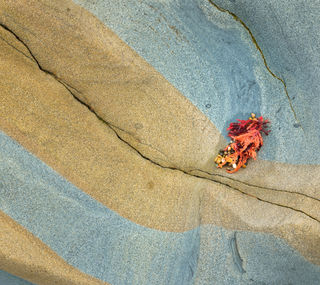 Orange in Blue and Gold