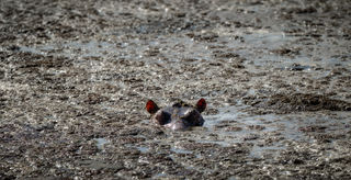 Swimming in the Muck