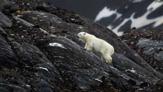 Little Bear Climbs a Mountain