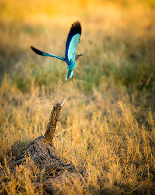 Fleeing Lilac Breasted Roller