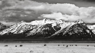 Bison Grazing Under the Tetons