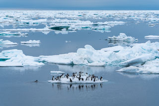 Brünnich's Guillemots on Ice