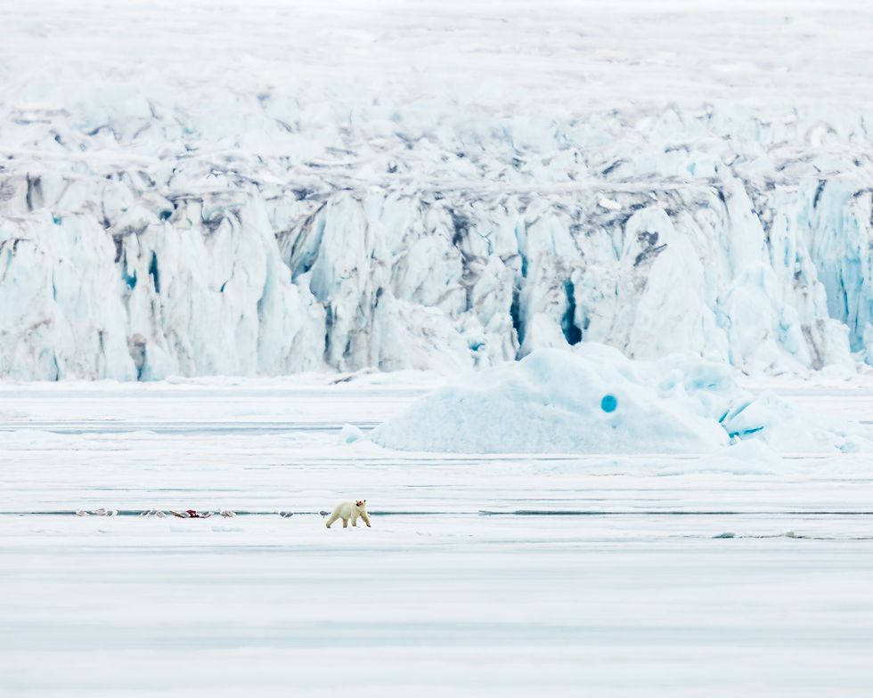 a polar bear far away walks away