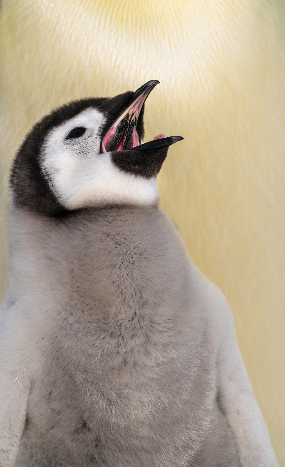 emperor penguin chick cries for food