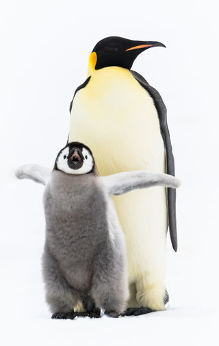 Scrappy Emperor Chick