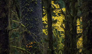 Hiding Color